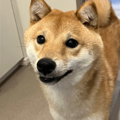 choomii