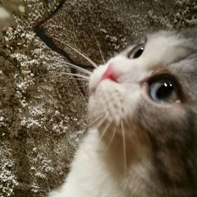 viconia@digforfire.org