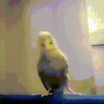 watermelon@cobaltkiss.blue