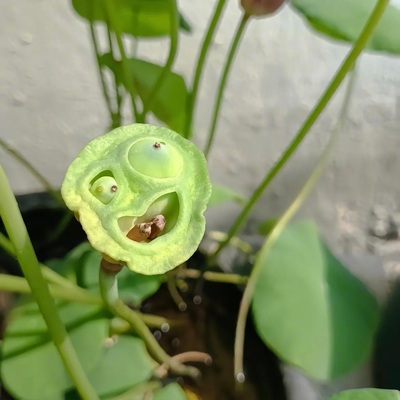 dorisfluffy@m.cmx.im