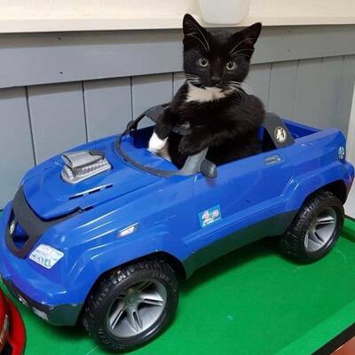 Oliverthekittycatcat@indieweb.social