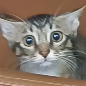 VentoSullaCupola@eldritch.cafe