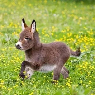 donkeyhottie@m.cmx.im