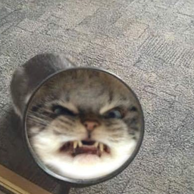 oldsharkdead@bgme.me