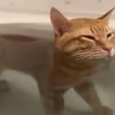 justablackcatmew@wxw.moe