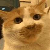 Addd@mastodon.social