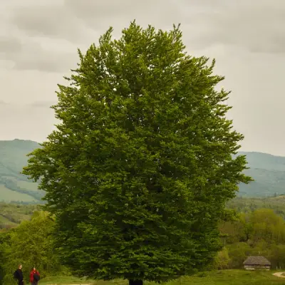 EB3E47@mastodon.online