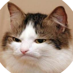 :chat_jpg: :chat_jpg: